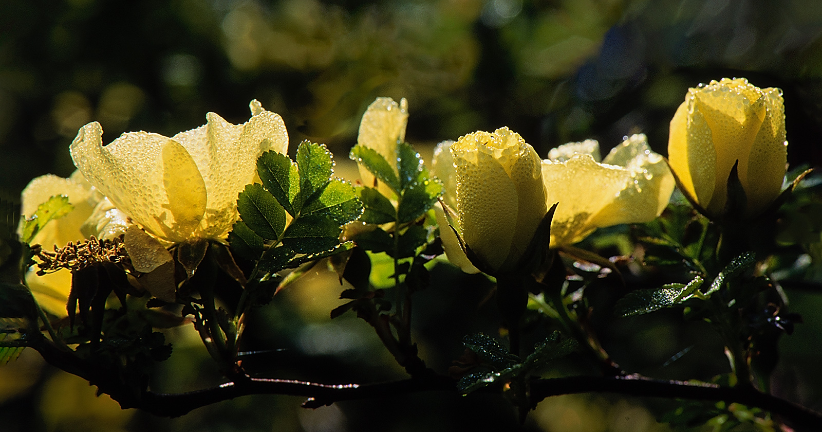 Morning Dew - John Laverock